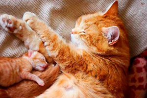 Kiedy kotek zaczyna widzieć po pojawieniu się na świetle? Kiedy kotek zaczyna widzieć po pojawieniu się na świetle?